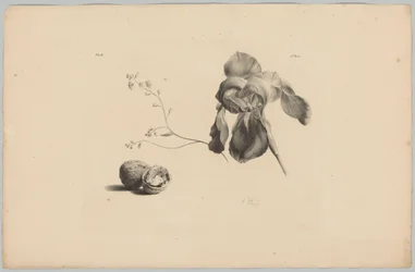 Amarilli e noci