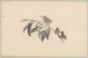 Fiori