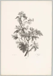 Fiori su un ramo (Studi di fiori e frutti) 10a puntata