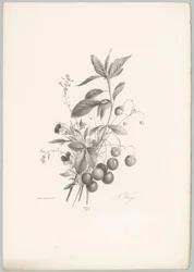 Fiori, fragole e ciliegie