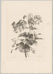 Fiori diversi