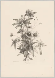 Fiori vari (serie: Studi di fiori e frutti, 10ª puntata)