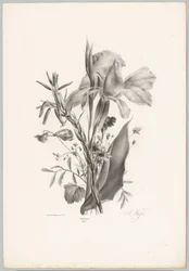 Fiori vari (serie: Studi di fiori e frutti, 10ª puntata)