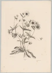 Fiori vari (serie: Studi di fiori e frutti, 10ª puntata)