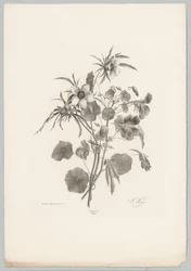 Fiori vari (serie: Studi di fiori e frutti, 10ª puntata)