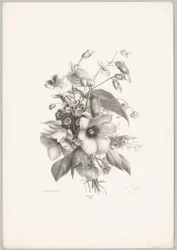 Fiori diversi