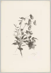 Fiori diversi