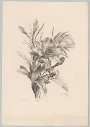 Fiori diversi
