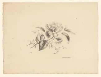 Fiori diversi