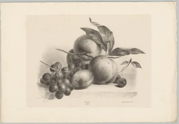 Uva, prugna, pesche e ciliegie (serie: Studi di fiori e frutti, 10ª puntata)