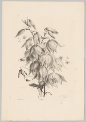 Fiori appesi