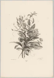 Ortensie e altri fiori (serie: Studi di fiori e frutti, 10ª puntata)