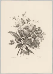 Gigli