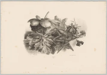 Fiori della passione e foglie