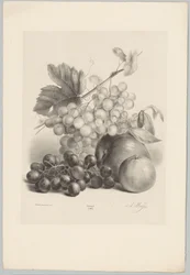 Uva rossa e bianca e mele