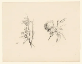 Rosa e altri fiori
