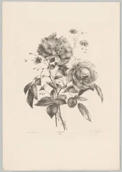 Rosa e fiore simile a garofano (serie Bloem en Fruit Studien, 10e aflevering)