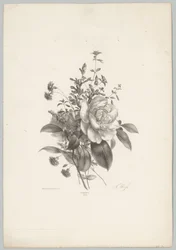 Rose, garofani e fucsia (serie Bloem en Fruit Studien, 10e aflevering)