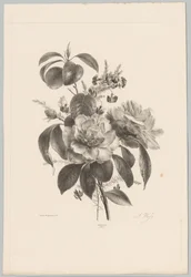 Rose e altri fiori