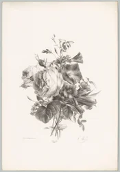 Rose e fiori a calice