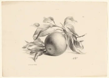 Arancia (serie: Frutta)