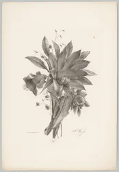 Fiori a forma di stella e campana