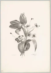 Tulipani e margherite (serie: Studi di fiori e frutti, 10ª puntata)