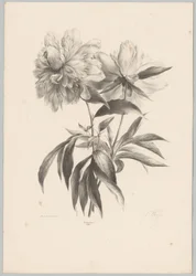 Due fiori