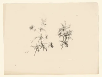 Due fiori