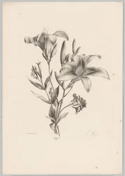 Due gigli (Studi di fiori e frutti) 10a puntata