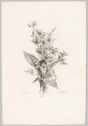 Violetta e fiori a forma di giacinto e campana
