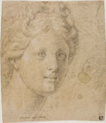 Testa di una donna