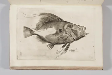 Illustrazione da "Aquatilium animalium historiae, liber primus" di Ippolito Salviani