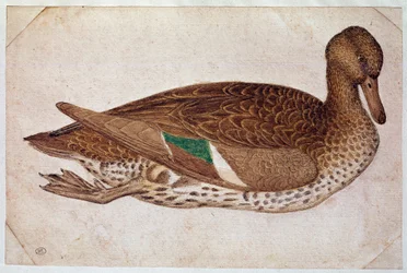 Alzavola femmina invernale, nuotando, di profilo a destra. Disegno di Pisano Antonio di Puccio detto il Pisanello