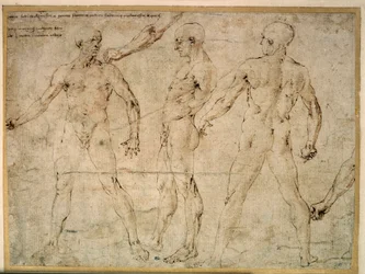 Tre uomini nudi. Disegno di Antonio Pollaiuolo (Pollaiolo) (1432-1498)