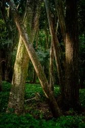 Afernoon, foresta di Tijuca, Brasile, 2022 (foto)