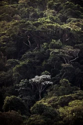 Embauba III, 2019 (foto digitale)