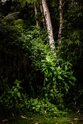 Mantiqueira LII, 2021 (foto digitale)