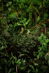 Mantiqueira XLIV