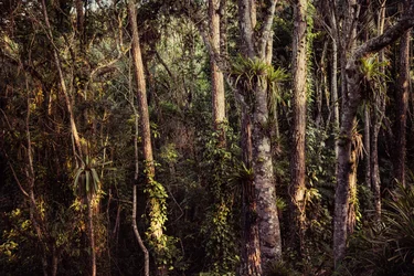 Foresta pluviale IV, 2021