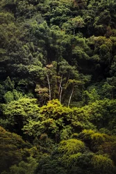 Foresta pluviale IX, 2018