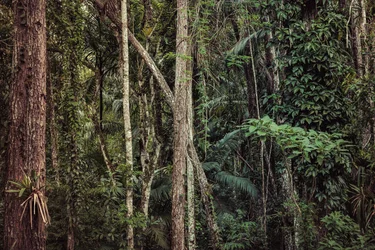 Foresta pluviale V, 2021