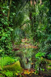 Foresta umida, 2023 (foto)