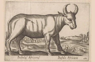 Bufalo africano (Animali e creature favolose)