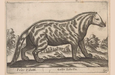 Gatto zibetto
