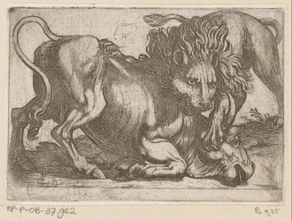 Un leone attacca un toro