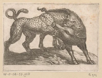 Un leopardo che combatte con un cinghiale