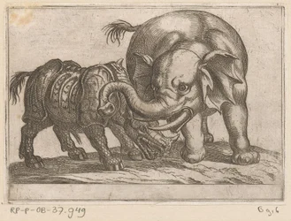 Un rinoceronte combatte con un elefante