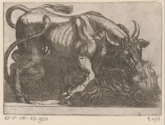 Un toro in lotta con un leone