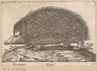 Riccio